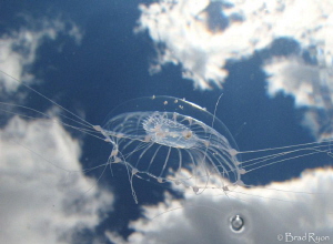 Where jellyfish fly by Brad Ryon 